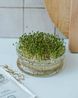 Graines germées, biologique, cresson, 50 g